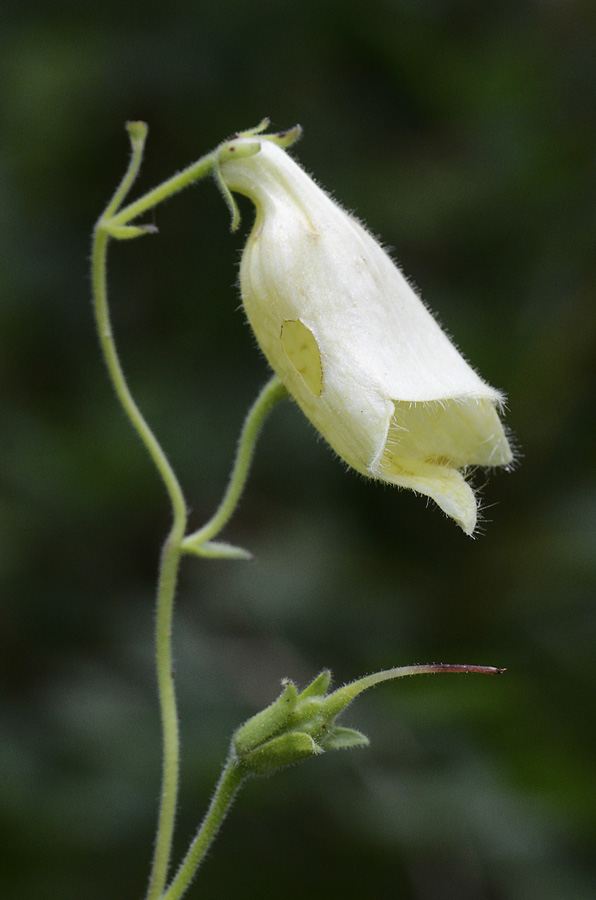 Digitalis lutea  / Digitale gialla piccola